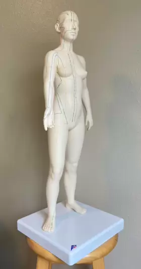 053083003631 3B SCIENTIFIC Female Acupuncture Minimally #2