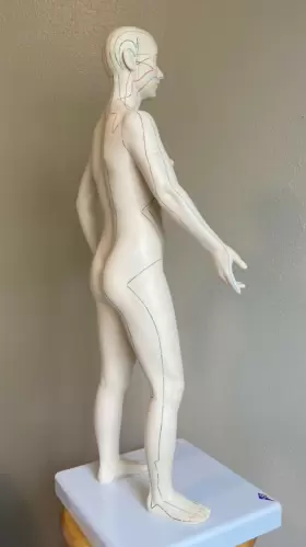 053083003631 3B SCIENTIFIC Female Acupuncture Minimally #3