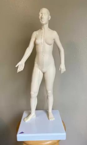 053083003631 3B SCIENTIFIC Female Acupuncture Minimally