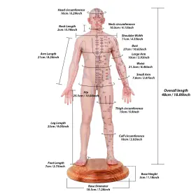 48-256-EN-M BINIMOKOO Acupuncture Human Acupoint Silicone #2
