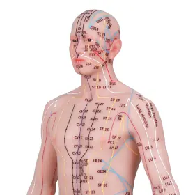 48-256-EN-M BINIMOKOO Acupuncture Human Acupoint Silicone