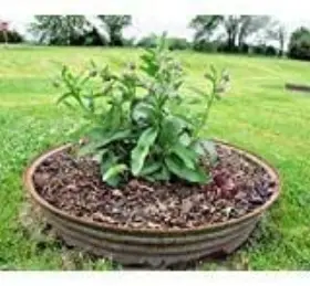 Caribbeangarden B073yx9vzp Comfrey Seed Symphytum Officinale - Healing Herb Used For Centuries