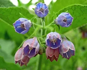 Caribbeangarden B0756r3lz2 Comfrey Seed Symphytum Officinale - Healing Herb Used For Centuries