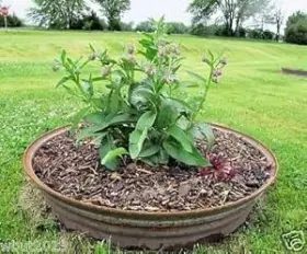 Comfrey B00w6jk09o Seed Symphytum Officinale Healing Herb 10 Seeds