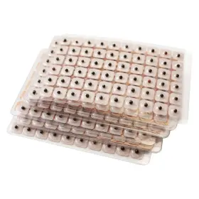 894423054896 DRAGON ACUPUNCTURE Ear Seeds Refill Pack #3