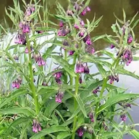 Palm Beach Medicinal Herbs B07crrn1by Comfrey Symphytum Officinale Seeds - Pack Of 10
