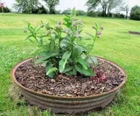 Symphytum Officinale B01k4a97tk Comfrey Seed - Healing Herb Used For Centuries