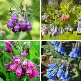 313034676623 WIVOLIBE Symphytum Officinale Comfrey Seeds Gmo