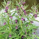 Palm Beach Medicinal Herbs Comfrey (symphytum Officinale) Seeds - Pack Of 10. Fixed Price $20.89.