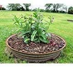 Comfrey Seed (symphytum Officinale) - Healing Herb Used For Centuries. Fixed Price $22.79.